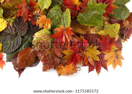 Multicolor autumn leaves