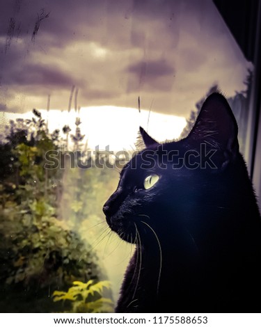black cat with bright green eyes looking out stormy window