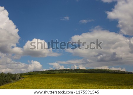 Clouds over a field with a sunflower. Rural idyll. A huge field of yellow flowers enjoy the sun.