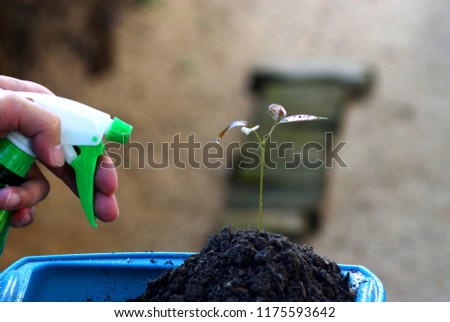 Selective focus picture hand of man with spray bottle is spraying on the young plant in the soil in blue plastic tray, Abstract soft focus background