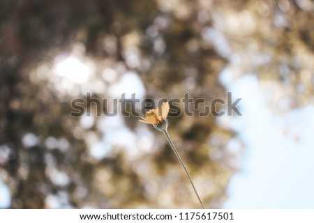 Flower With Blurred Backround