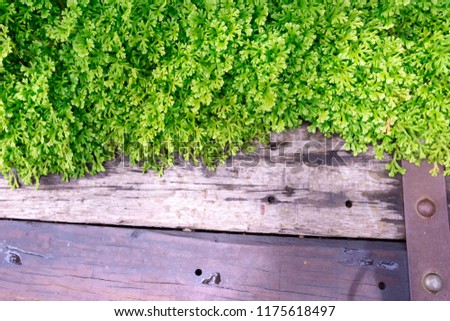 green plants and old wooden texture on the morning day time,vintage and bright green leaves background.