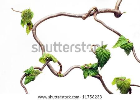 lovely abstract image of gnarled branches with young leaves against white background