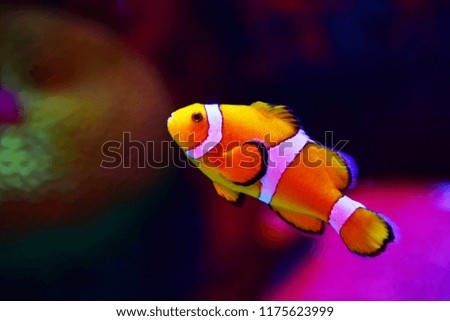 Clown fish or anemone fish at underwater