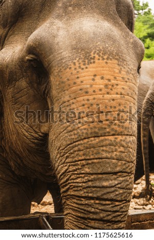 Close up portrait of elephant asia .
