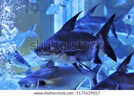 The giant pangasius (Pangasius sanitwongsei) are swimming in freshwater aquarium. it is a species of freshwater fish in the  family Pangasiidae found in the Chao Phraya and Mekongbasins in Indochina. 