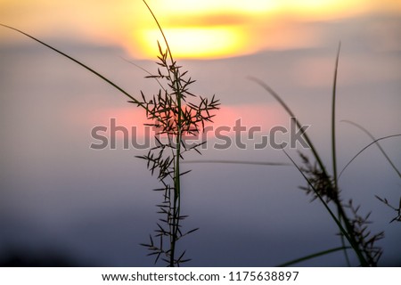 close up grass flower on blur sunset background