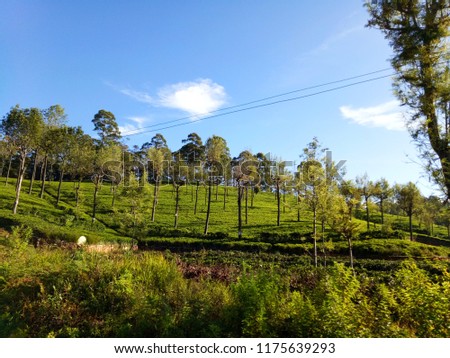 Tea State with Rubber trees  in hill country captures from train - Nuwara Eliya, Sri Lanka
