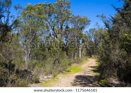 Secluded sandy walk path through Manea Park Bunbury Western Australia  where there is remnant bush land and many rare wild flowers growing  in spring.