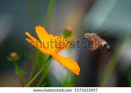 A hawkmoth is eating the nectar of cosmos flowers. (Sphingidae)