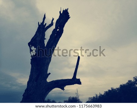 Lonely dead tree and Cloudy Sky. Art nature.Tree down.