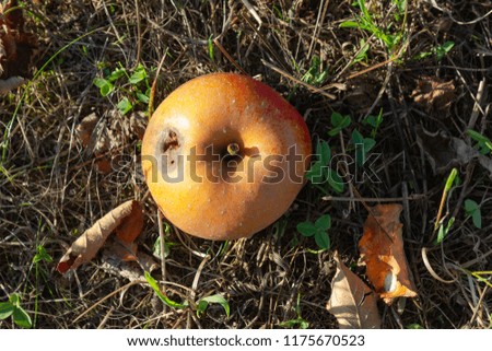 overripe colorful apple fruit at meadow orchard