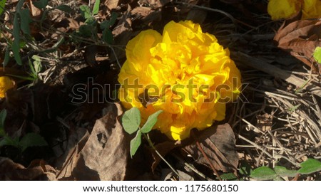 Yellow flowers in the forest