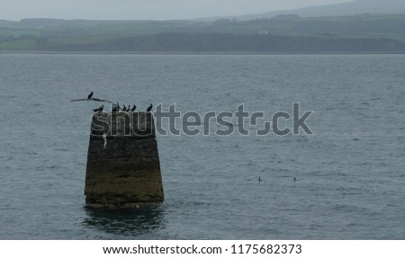 Birda resting in the concrete pillar in the middle of sea , County Clare, Ireland.