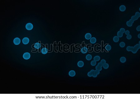 Colonies of bioluminescent bacteria (Photobacterium phosphoreum) photographed under their own light