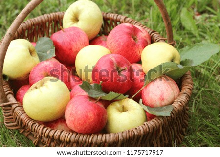 Basket with red and yellow apples on the grass in the garden