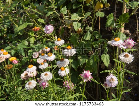 Helichrysum 'Forever Mix' (Strawflower) in a Country Cottage Garden in Rural Devon, England, UK