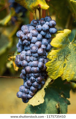Grapes of the Novara hills almost ready for harvest, Novara, Piedmont, Italy