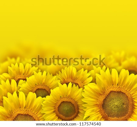 beautiful yellow sunflower petals