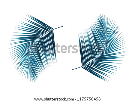 tropical coconut palm leaf isolated on white background for design elements, dark blue toned