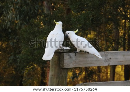 many cockatoos have flown in for their daily free feed 