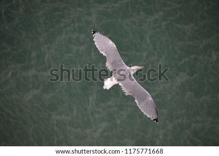 Sea gull in the harbour of BARCELONA - SPAIN