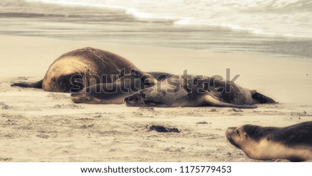 Australian sea lions sleep on a beach