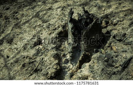 Burnt and smoking tree trunk, with ashes on the soil of the forest