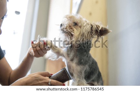 care for yorkshire terrier