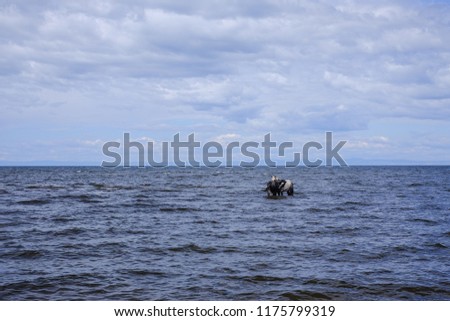 Two horses standing in the water. Two horses standing in the water. Wind blows the mane of horses. In the distance are high mountains, blue sky with large Cumulus clouds.