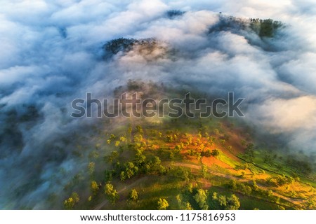 Aerial view of pine forest near Highway 27c or Provincial Route 723 from Da Lat city to Nha Trang city at Long Lanh pass, Lam Dong province, Vietnam