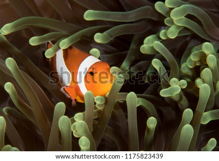 Taken in Indonesia close to Bali. A perfect macro image of a Clown Fish nestling in a green luminescent anenome. Royalty-Free Stock Photo #1175823439