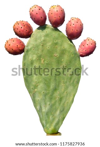 Opuntia cactus (prickly pears) with red edible fruits isolated on a white background. Sabra Fruit Royalty-Free Stock Photo #1175827936