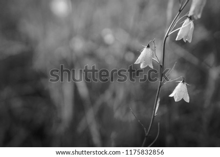 Delicate blue bell flowers on the top of the mountain in summer among green grass in the garden. They are wonderful spring and summer flowers. (Bell flowers persicifolia) BW black and white