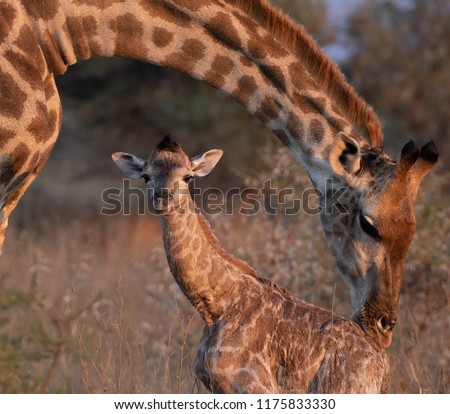 New born Giraffe