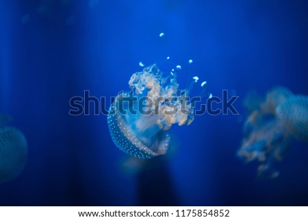 Jellyfish in deep water