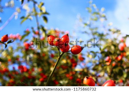 rose hips in the summer Royalty-Free Stock Photo #1175860732