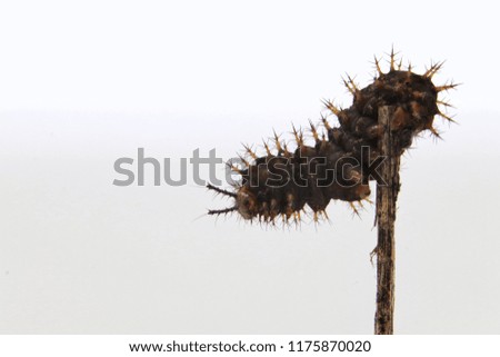 Tawny Coster (acraea violae)  Caterpillar moving on wooden stick with white background. (select focus and copy space)