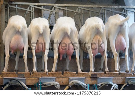 Rear view of white goats, in a mechanized milking parlor. A bone udder and hoofs were fired from the back. Goats are waiting for milking.