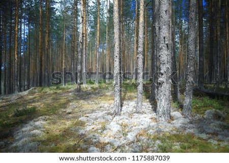 landscape pine forest / taiga, virgin forest, landscape nature summer