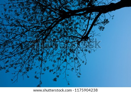 Background of silhouette tree with blue sky