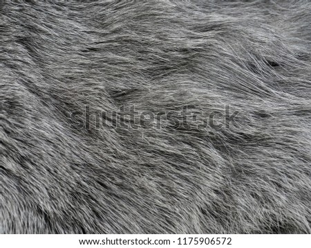 Gray cat's fur as a background