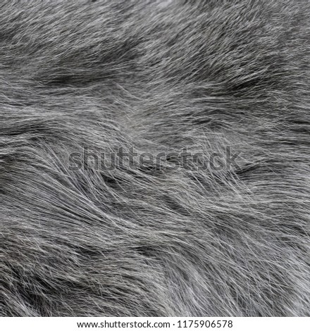 Gray cat's fur as a background