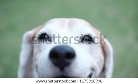 Beagle's close up smiley face.