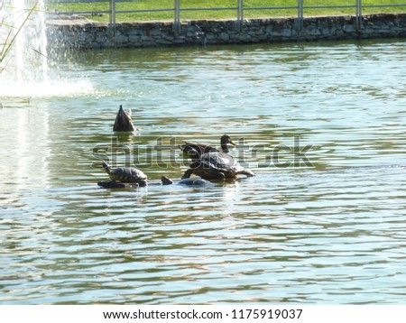 Ducks and turtles in park in Leganes, Spain
