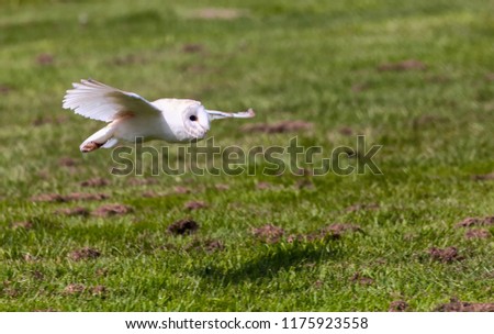 Barn owl flying low over a meadow.