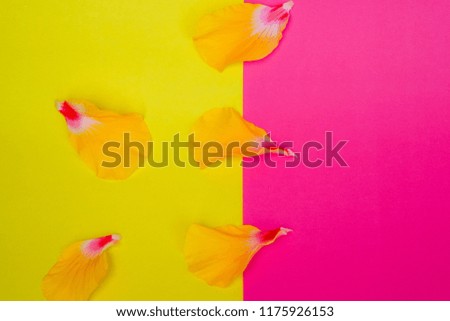 petals on a colorful pastel background.Minimal concept