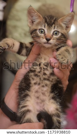 cute striped kitten on hands