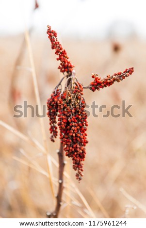 Wild American Staghorn Sumac with Golden Fields and Sky in Blurred Background in Winter
