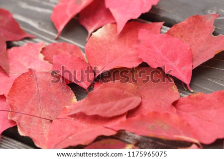 autumn red leafs on black wooden background